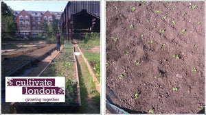 Courgettes at Cultivate