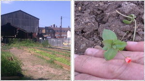 teapigs go green fingered!